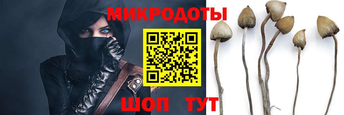 Псилоцибиновые грибы Cubensis Курчалой